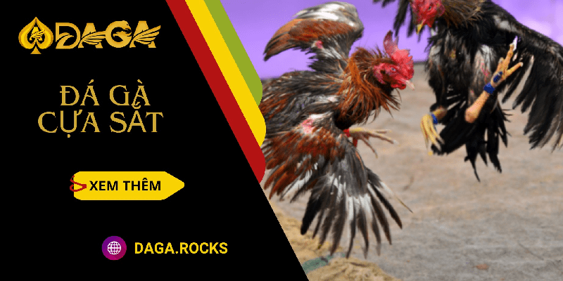 Đá gà cựa sắt DAGA.ROCKS – Sân chơi xanh chín, uy tín hàng đầu châu Á