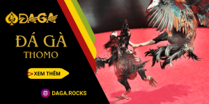 Đá gà Thomo – Chơi xanh chín, ăn tiền thật