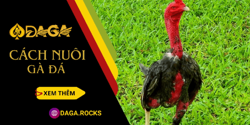 Cách nuôi gà đá chuẩn 99% từ sư kê lão làng